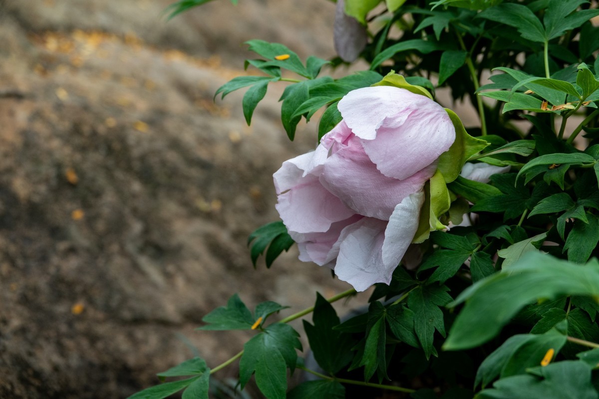 花枝招展（356）