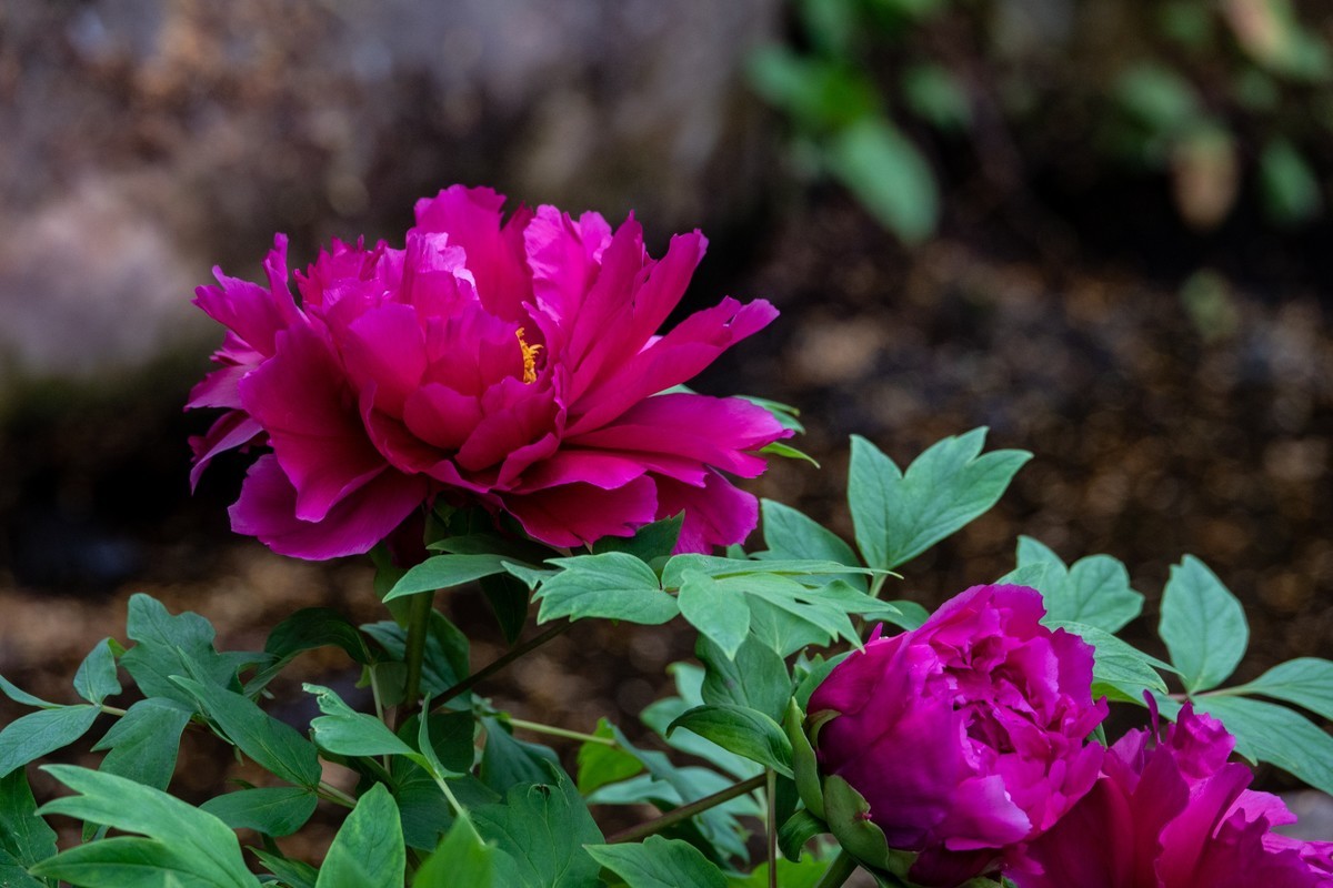 花枝招展（356）