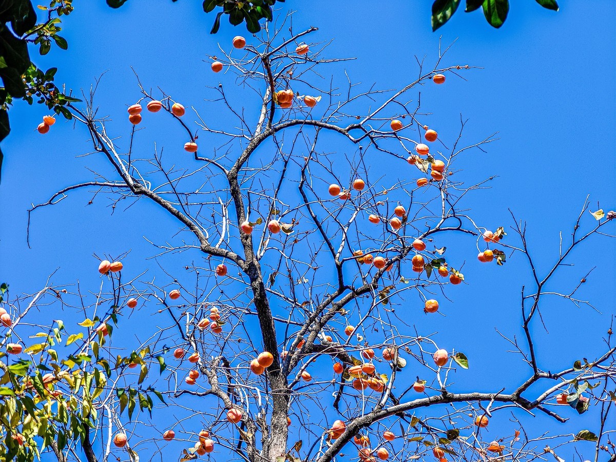 手机游拍20241105《48》