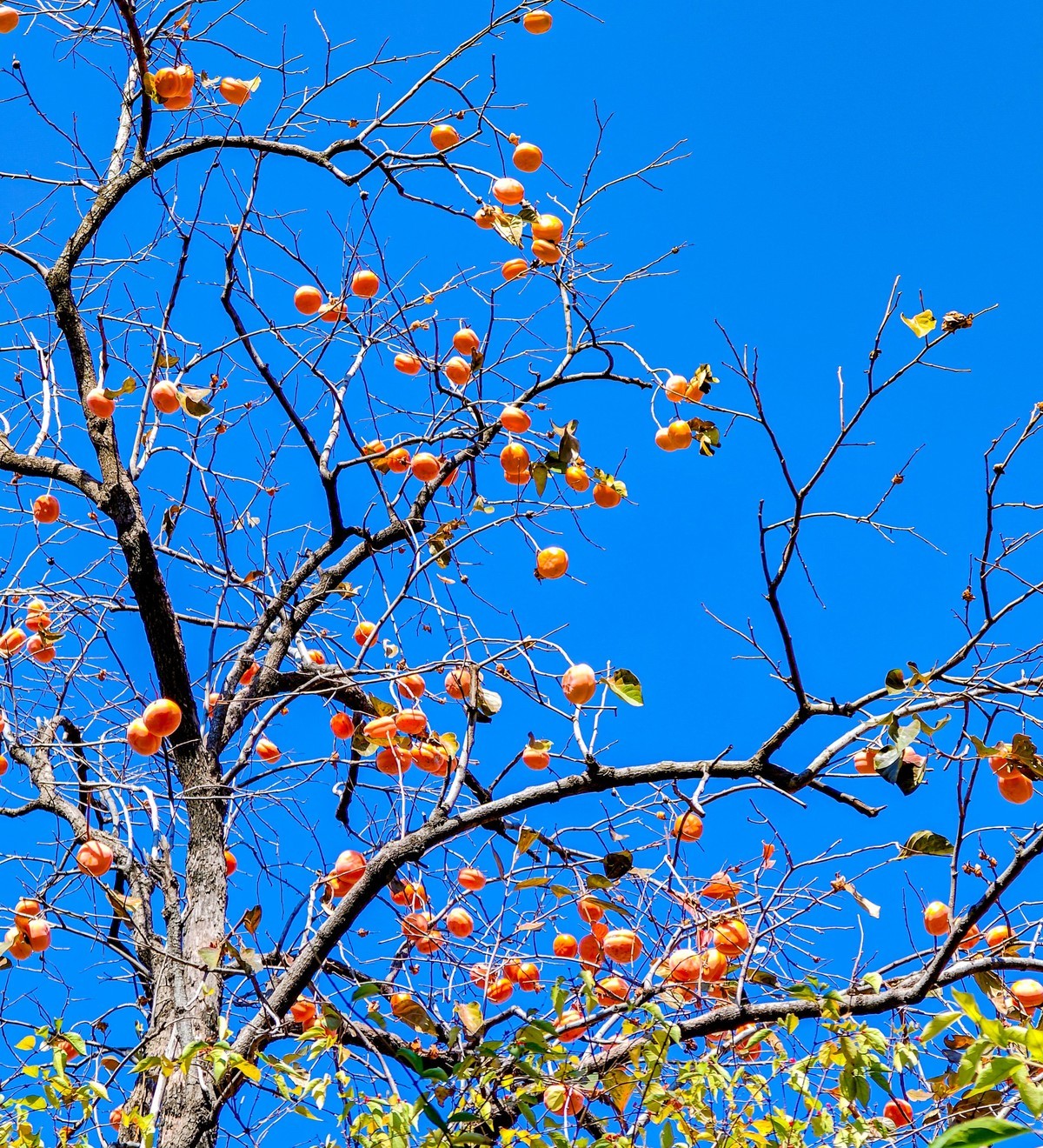 手机游拍20241105《48》