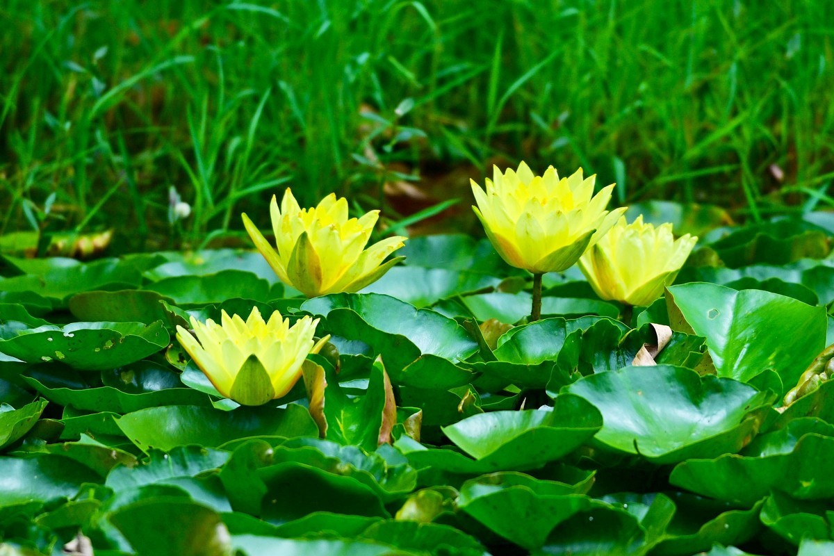 青龙湖的黄睡莲盛开