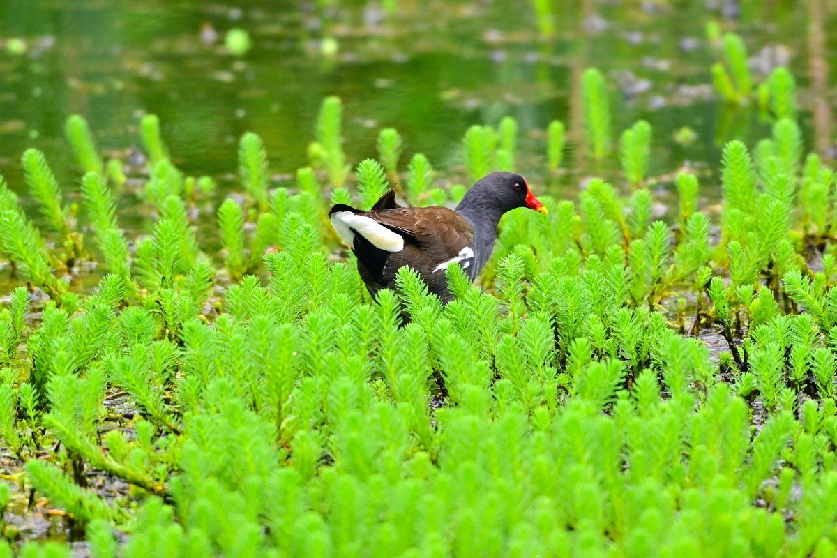 青龙湖的黄睡莲盛开