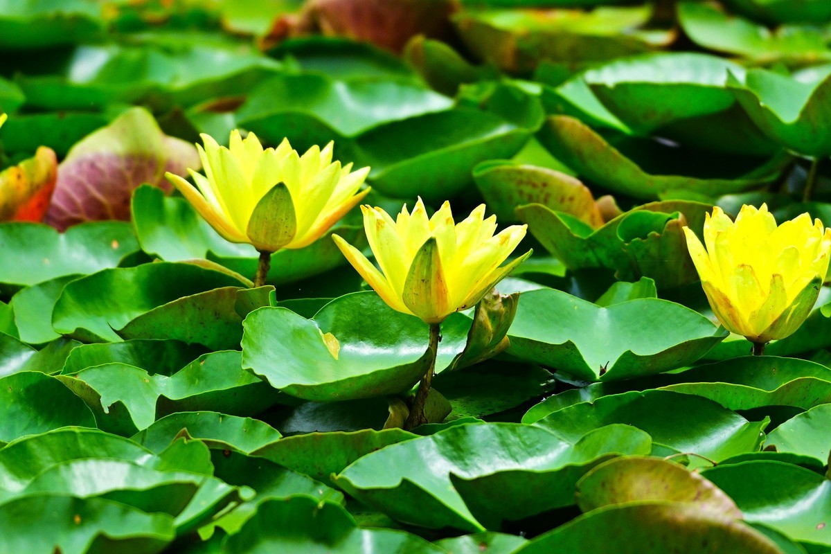 青龙湖的黄睡莲盛开