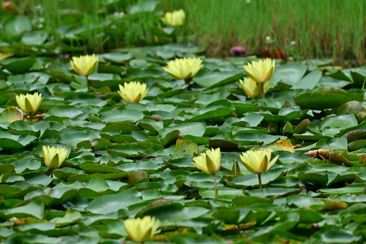青龙湖的黄睡莲盛开