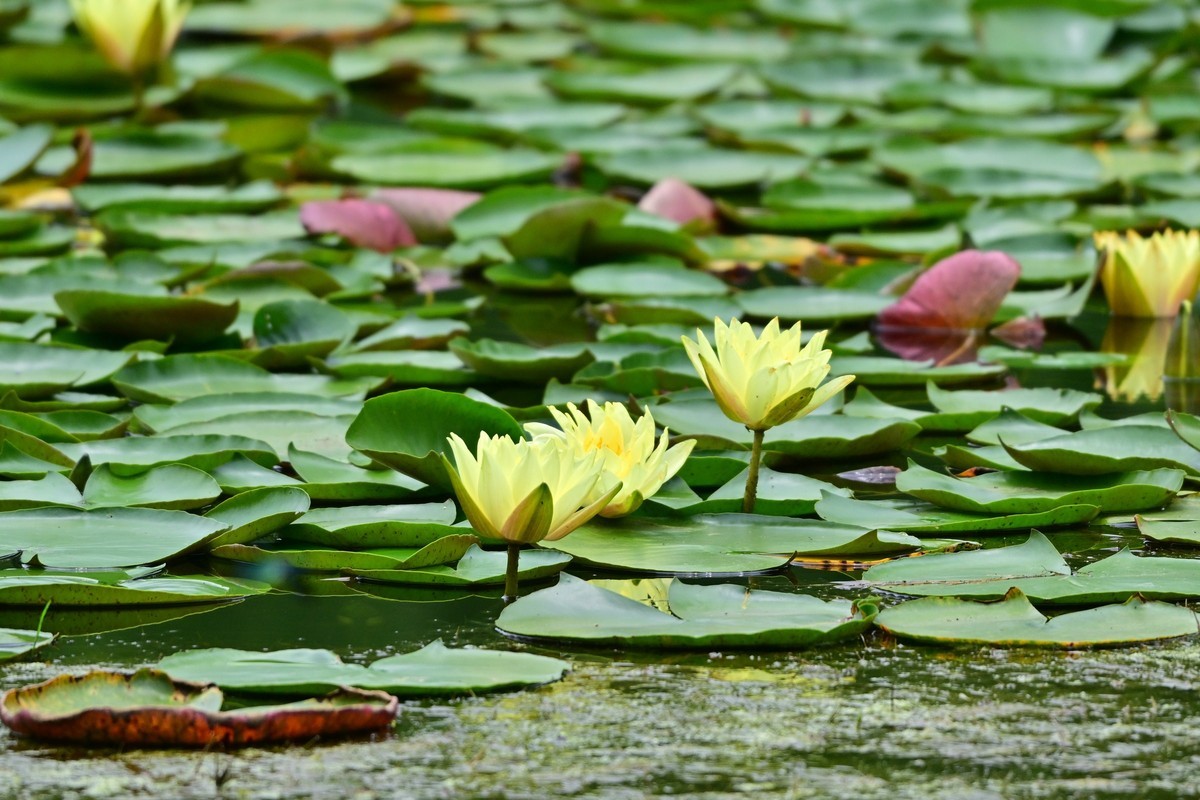 青龙湖的黄睡莲盛开