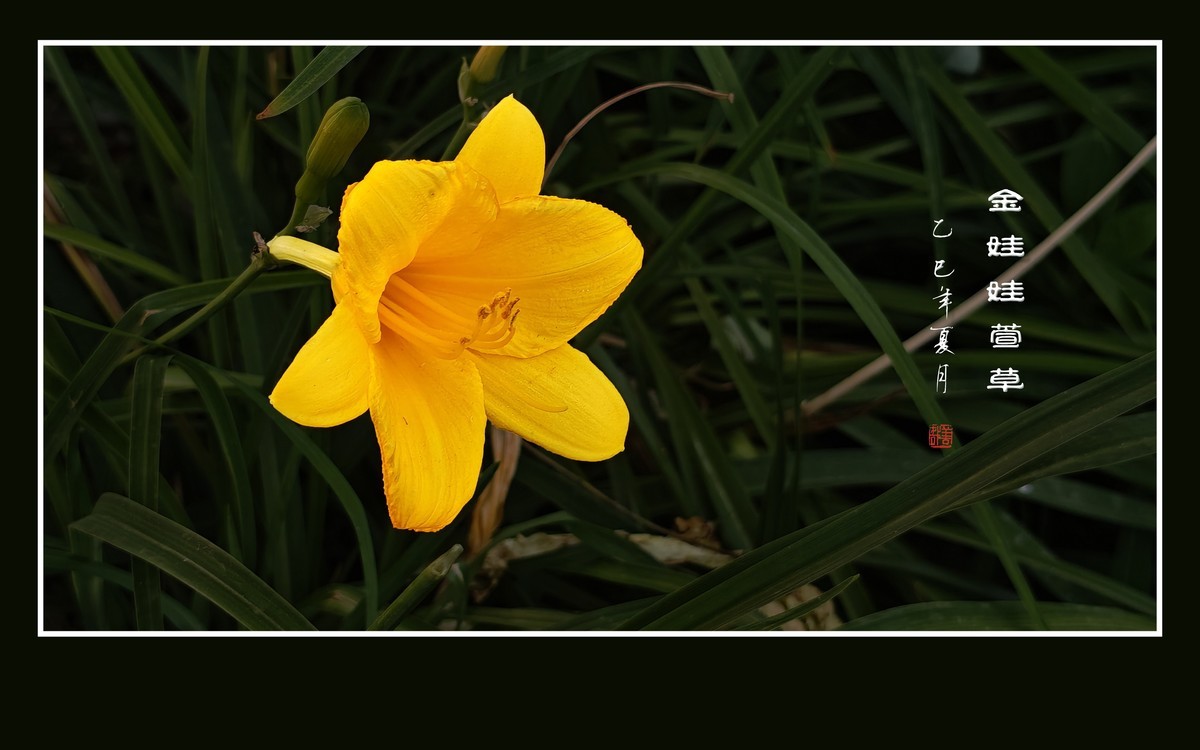 金黄色的金娃娃萱草花