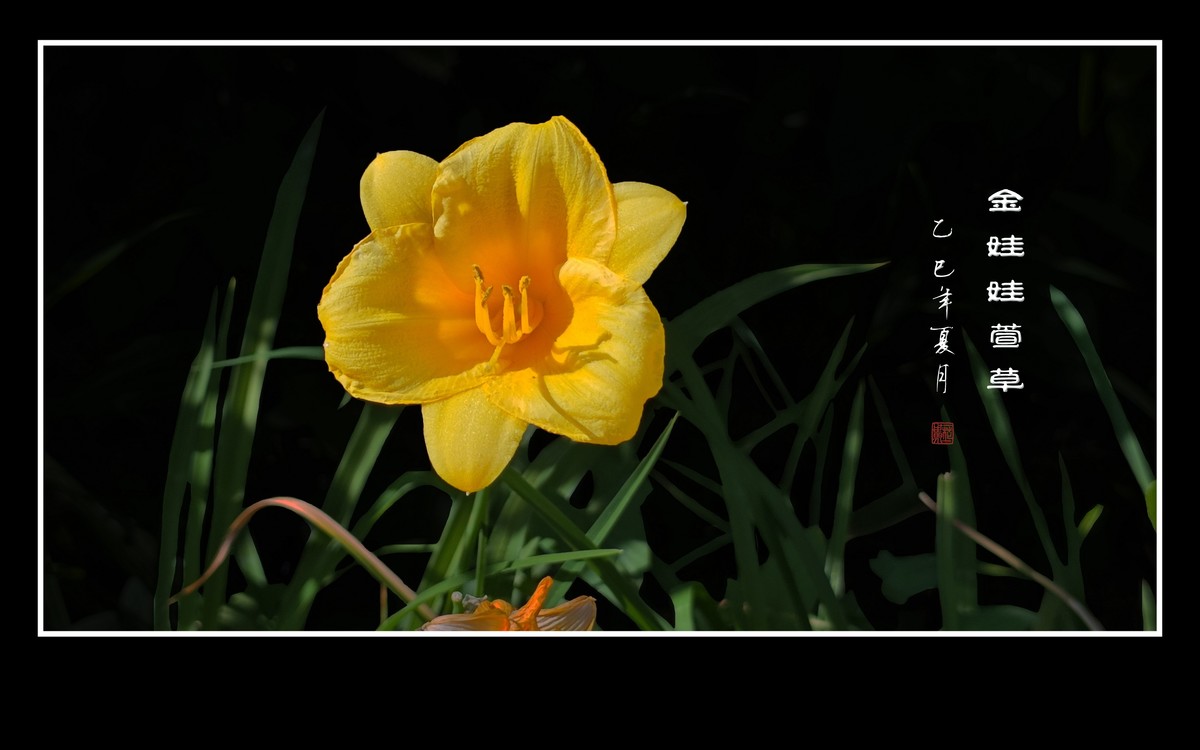 金黄色的金娃娃萱草花