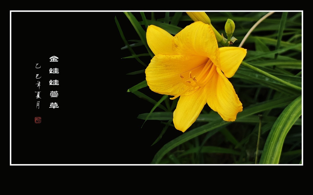 金黄色的金娃娃萱草花