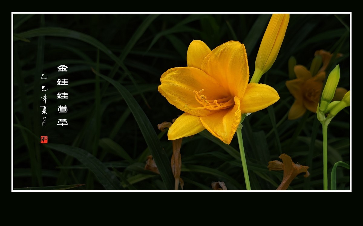 金黄色的金娃娃萱草花