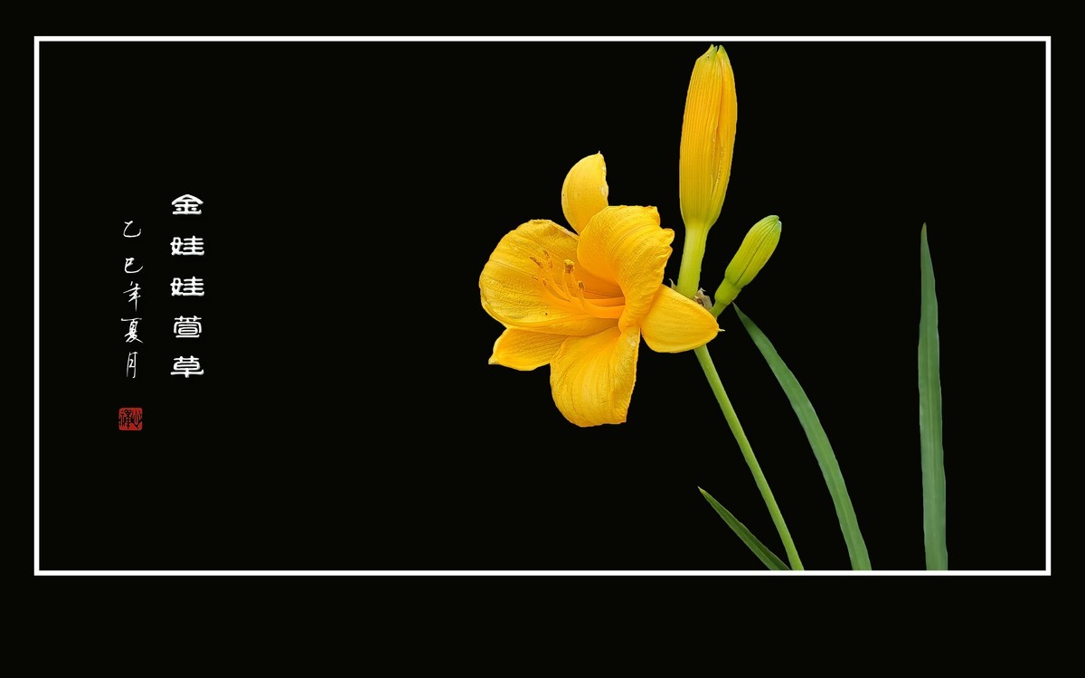 金黄色的金娃娃萱草花