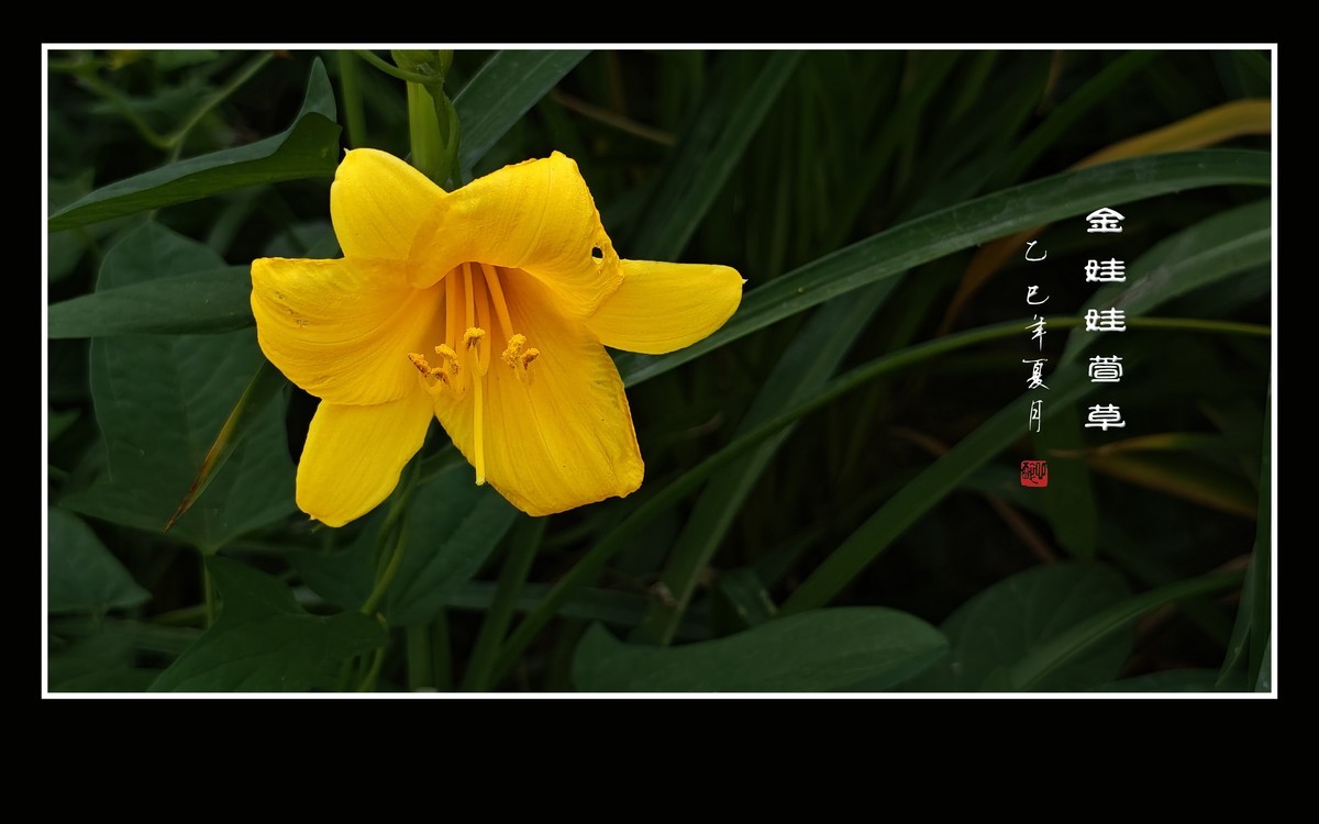 金黄色的金娃娃萱草花