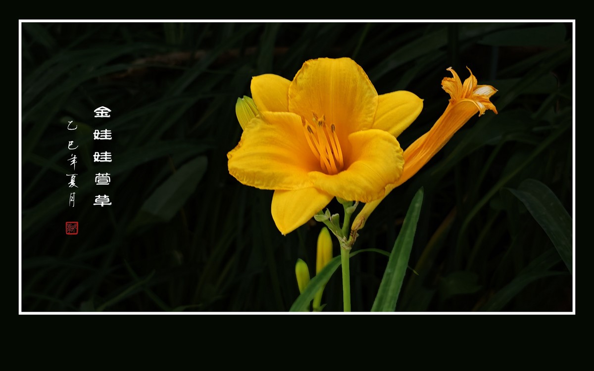 金黄色的金娃娃萱草花