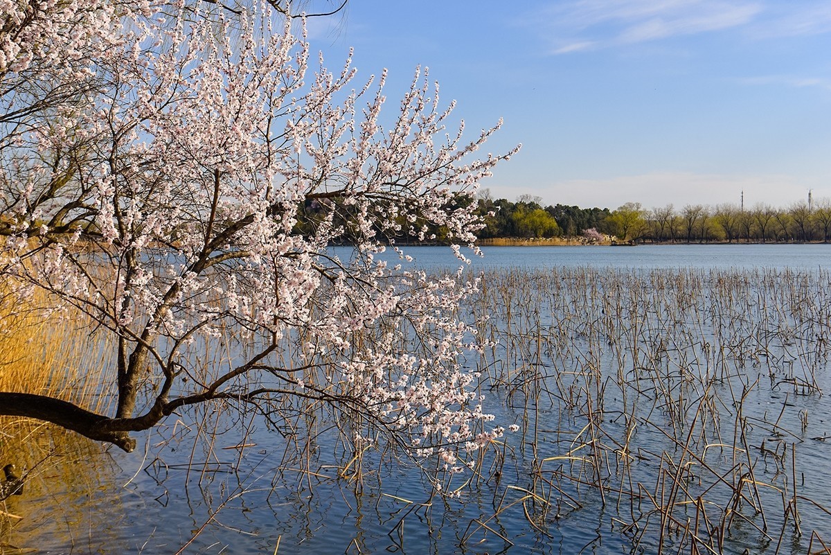 2025年第0391贴-颐和园西堤纪实拍（0608）