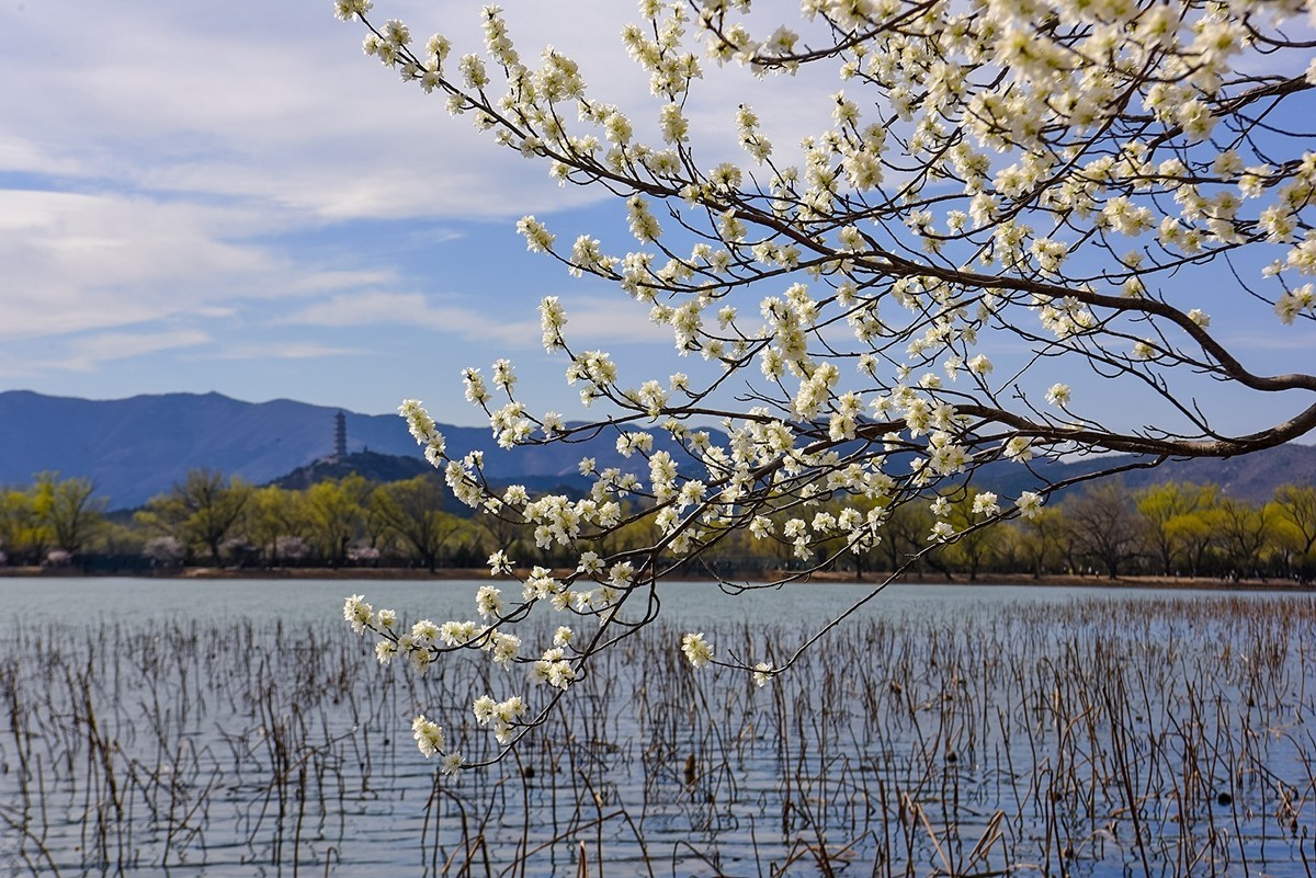 2025年第0393贴-颐和园西堤纪实拍（0608）