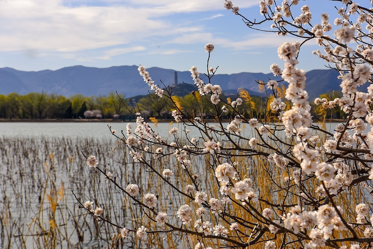 2025年第0393贴-颐和园西堤纪实拍（0608）