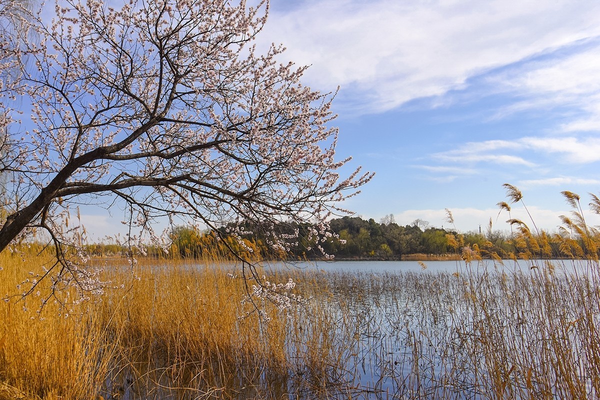 2025年第0393贴-颐和园西堤纪实拍（0608）