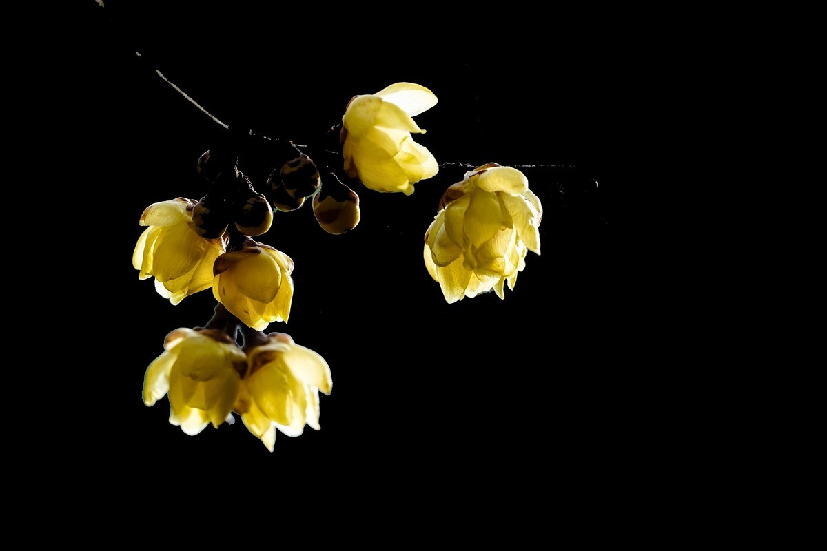 梅花香自苦寒来