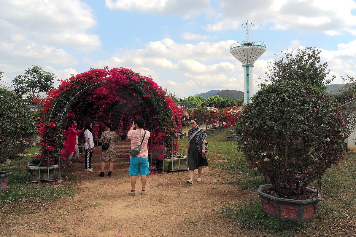 海南昌江三角梅种植园7