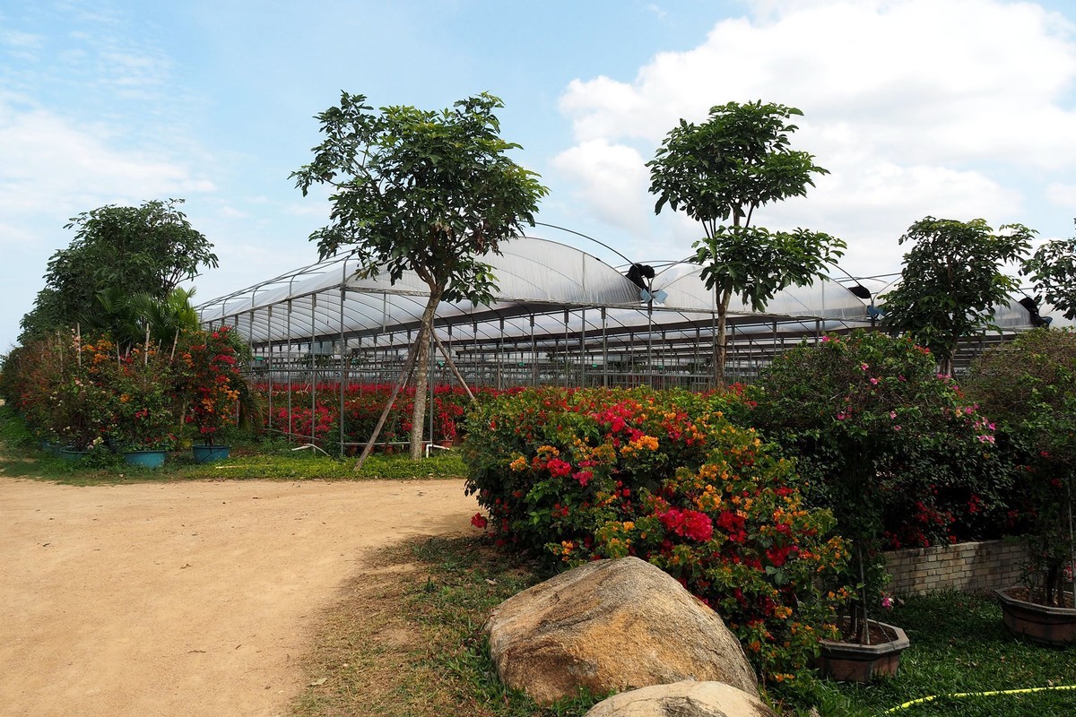 海南昌江三角梅种植园7