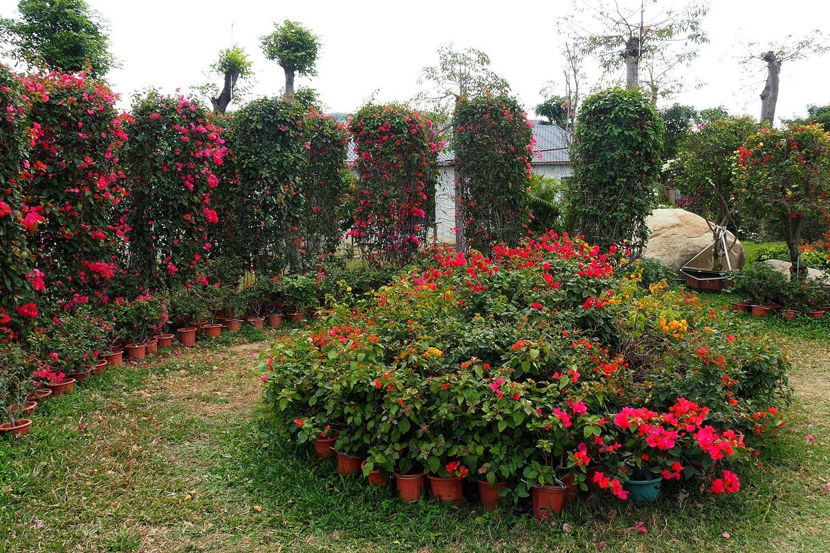 海南昌江三角梅种植园7