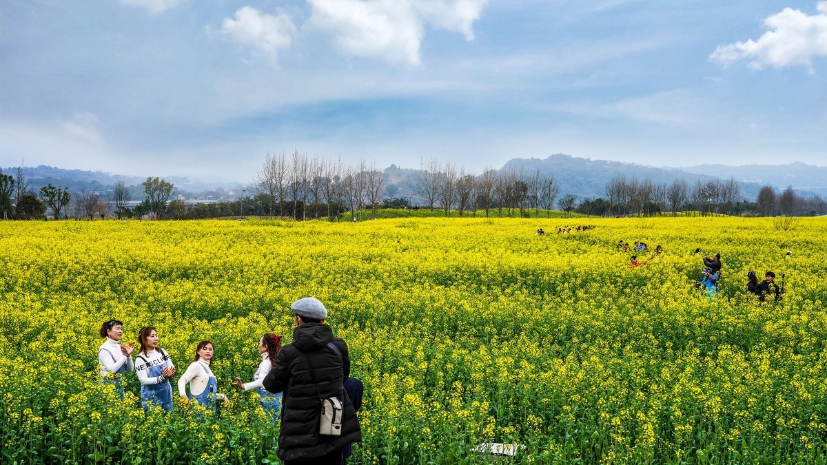 油菜花开好踏春