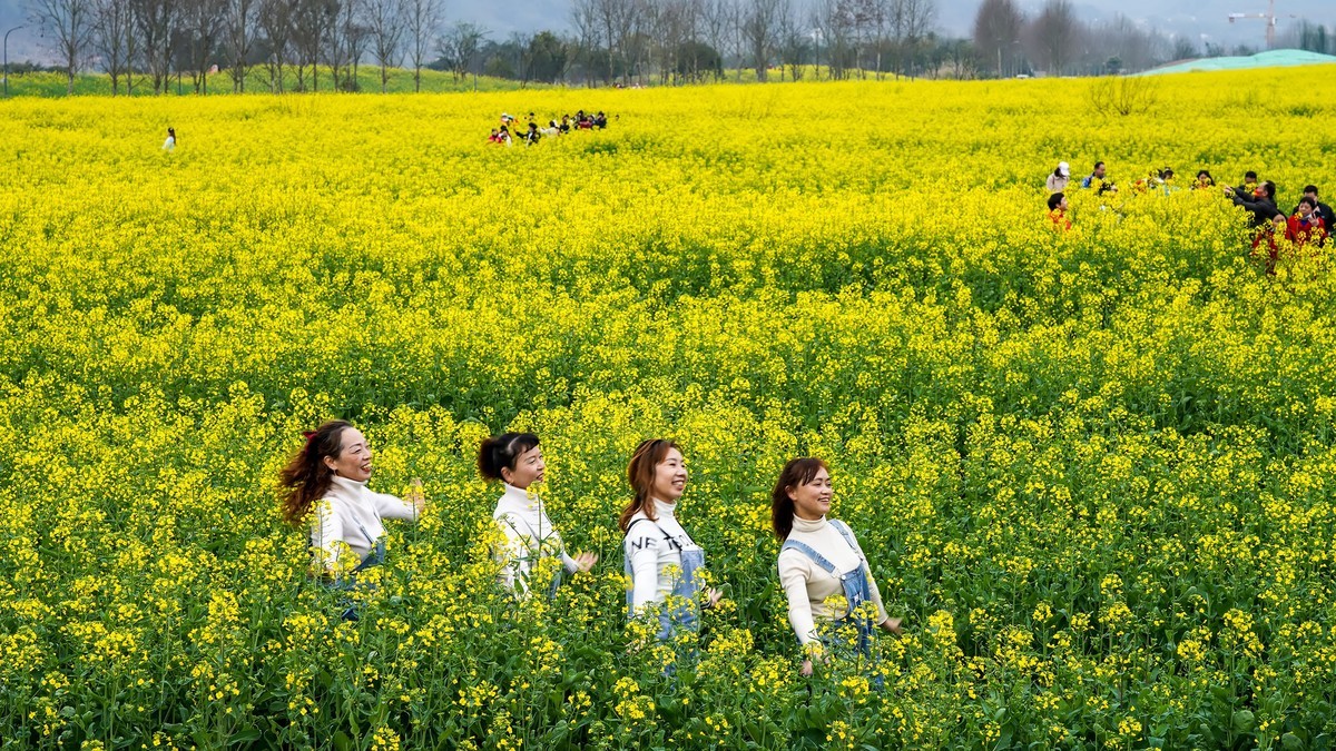 油菜花开好踏春