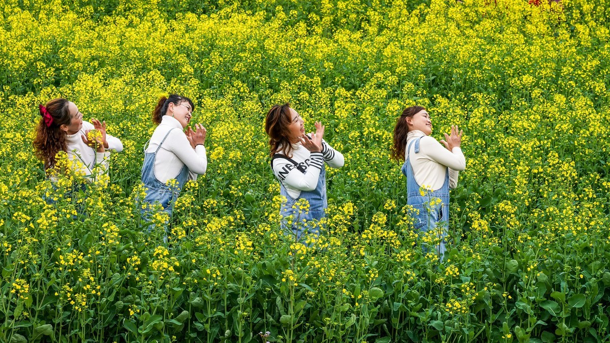油菜花开好踏春