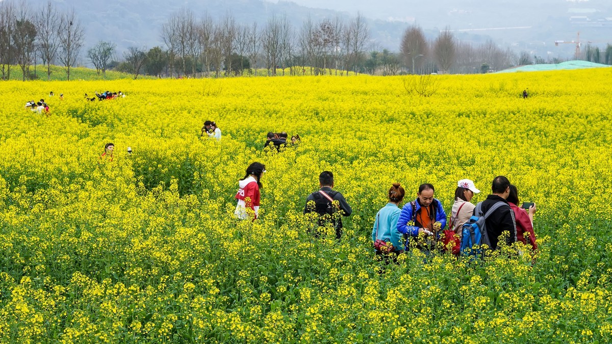 油菜花开好踏春