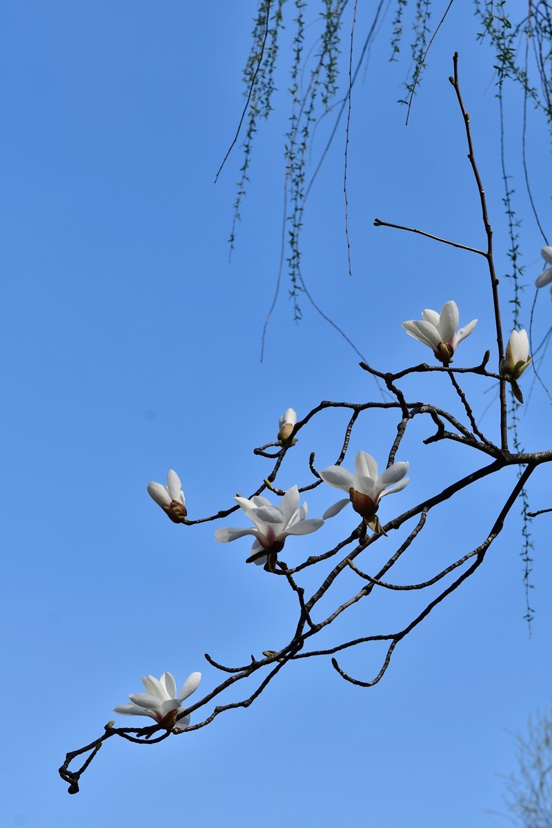 【视觉光影】玉兰花开（2）