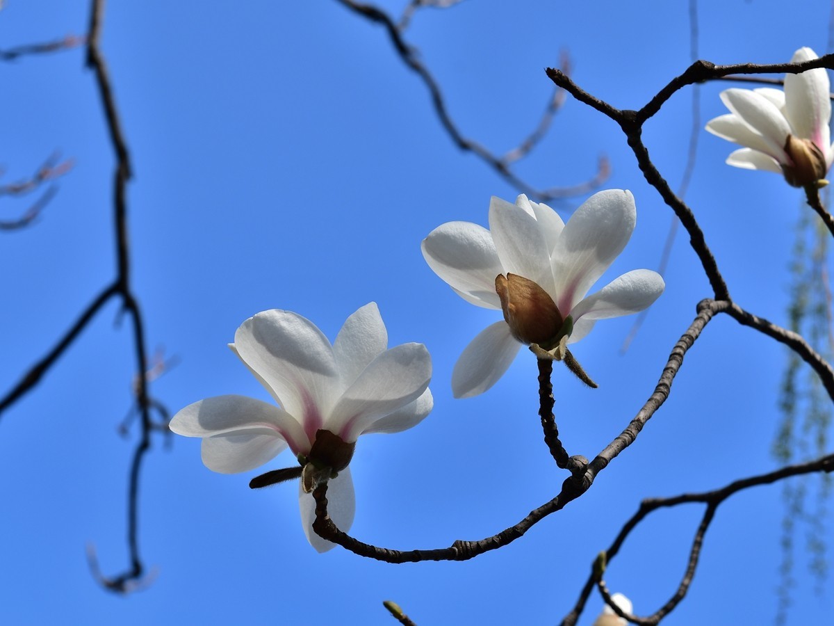 【视觉光影】玉兰花开（2）