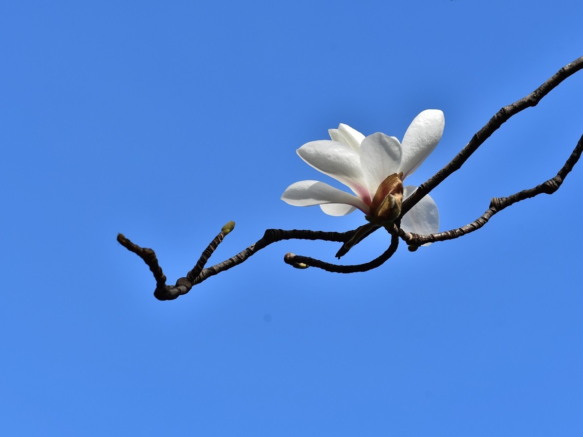 【视觉光影】玉兰花开（2）