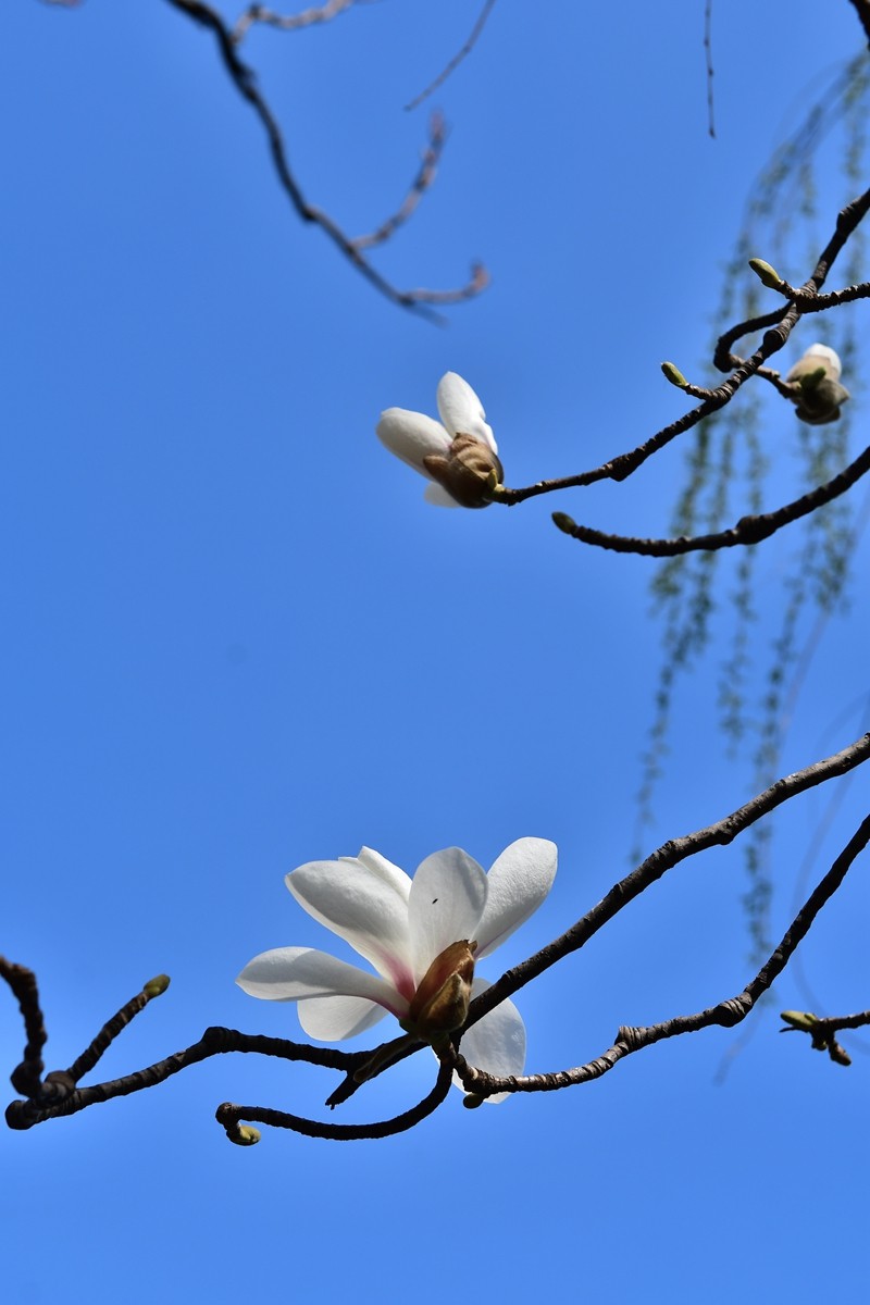 【视觉光影】玉兰花开（2）