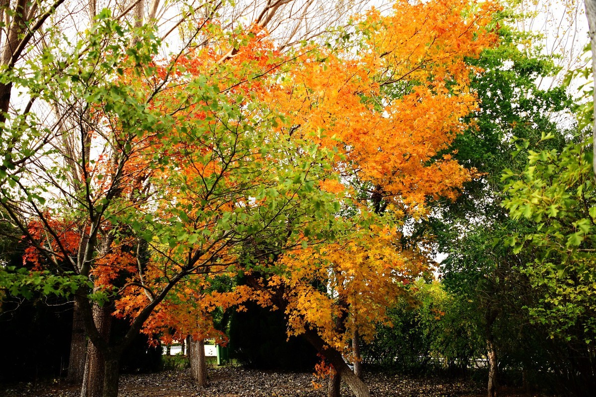 明湖广场秋意浓