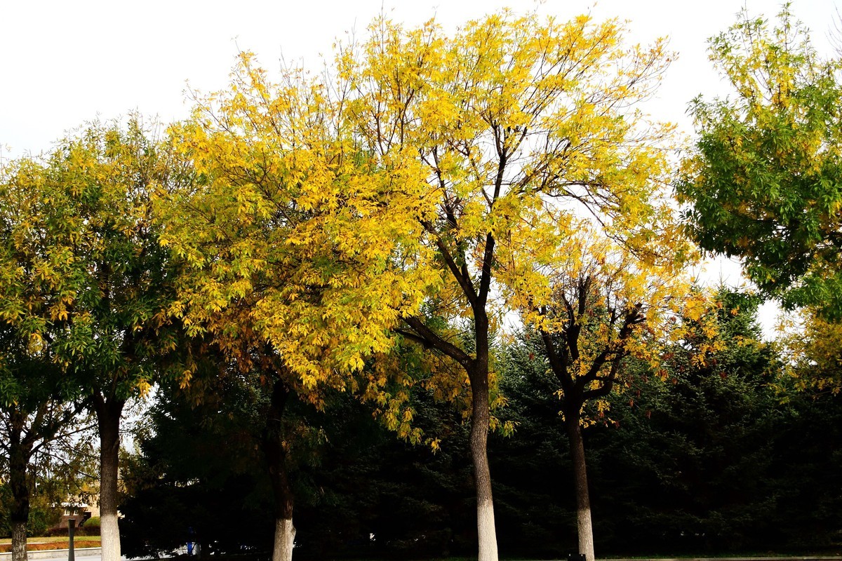 明湖广场秋意浓