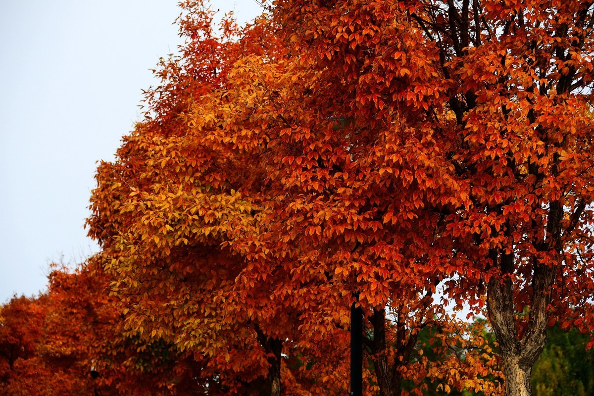 明湖广场秋意浓
