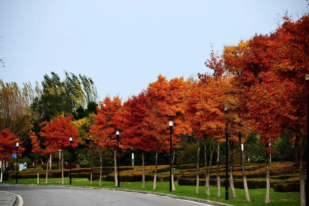 明湖广场秋意浓