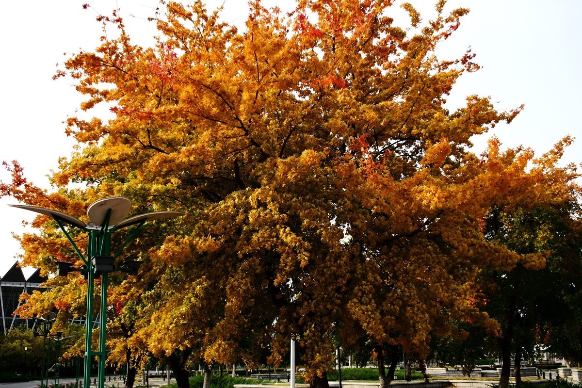 明湖广场秋意浓