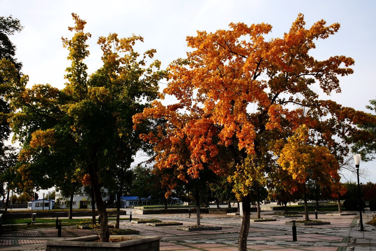 明湖广场秋意浓