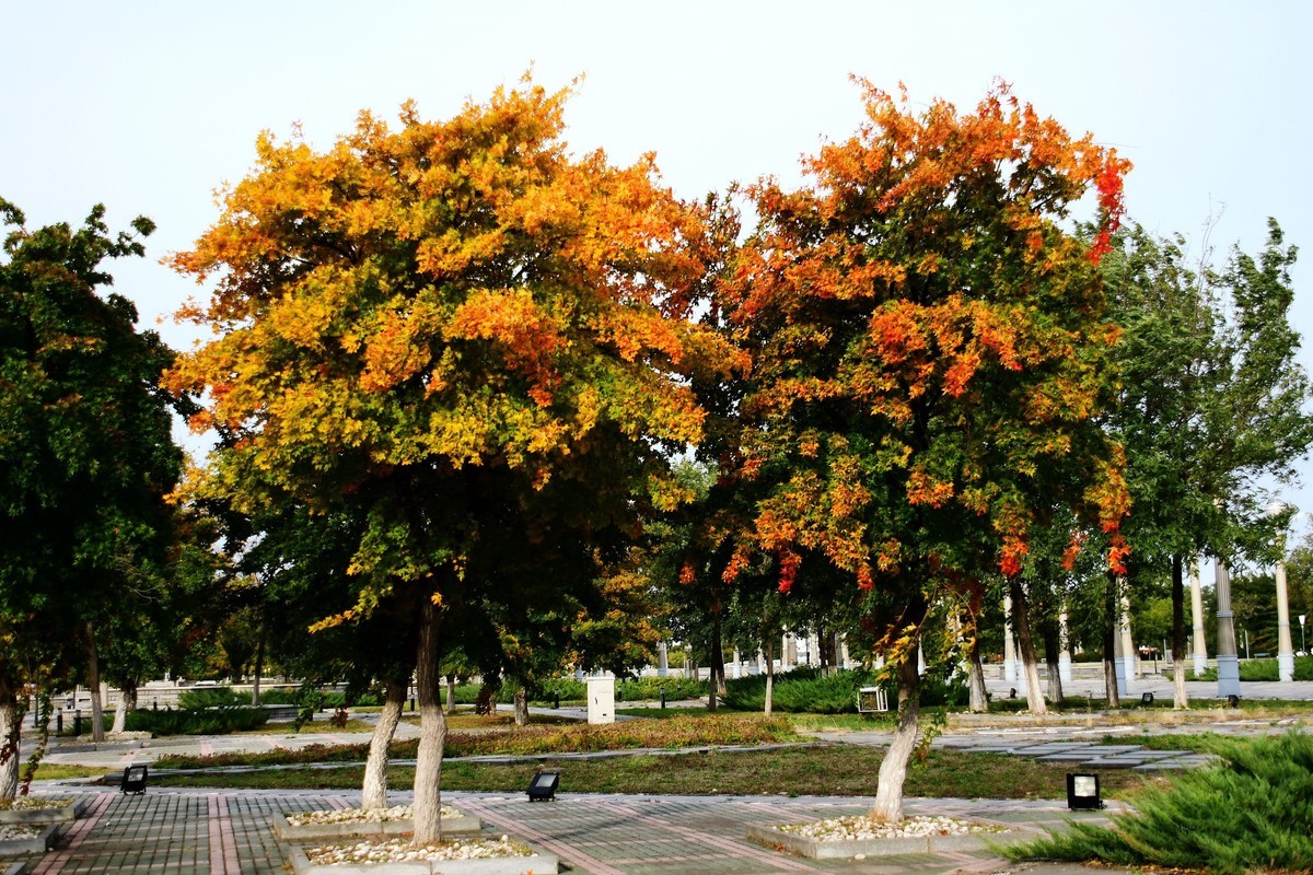明湖广场秋意浓