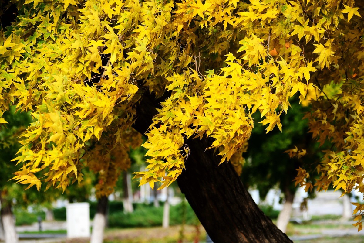明湖广场秋意浓