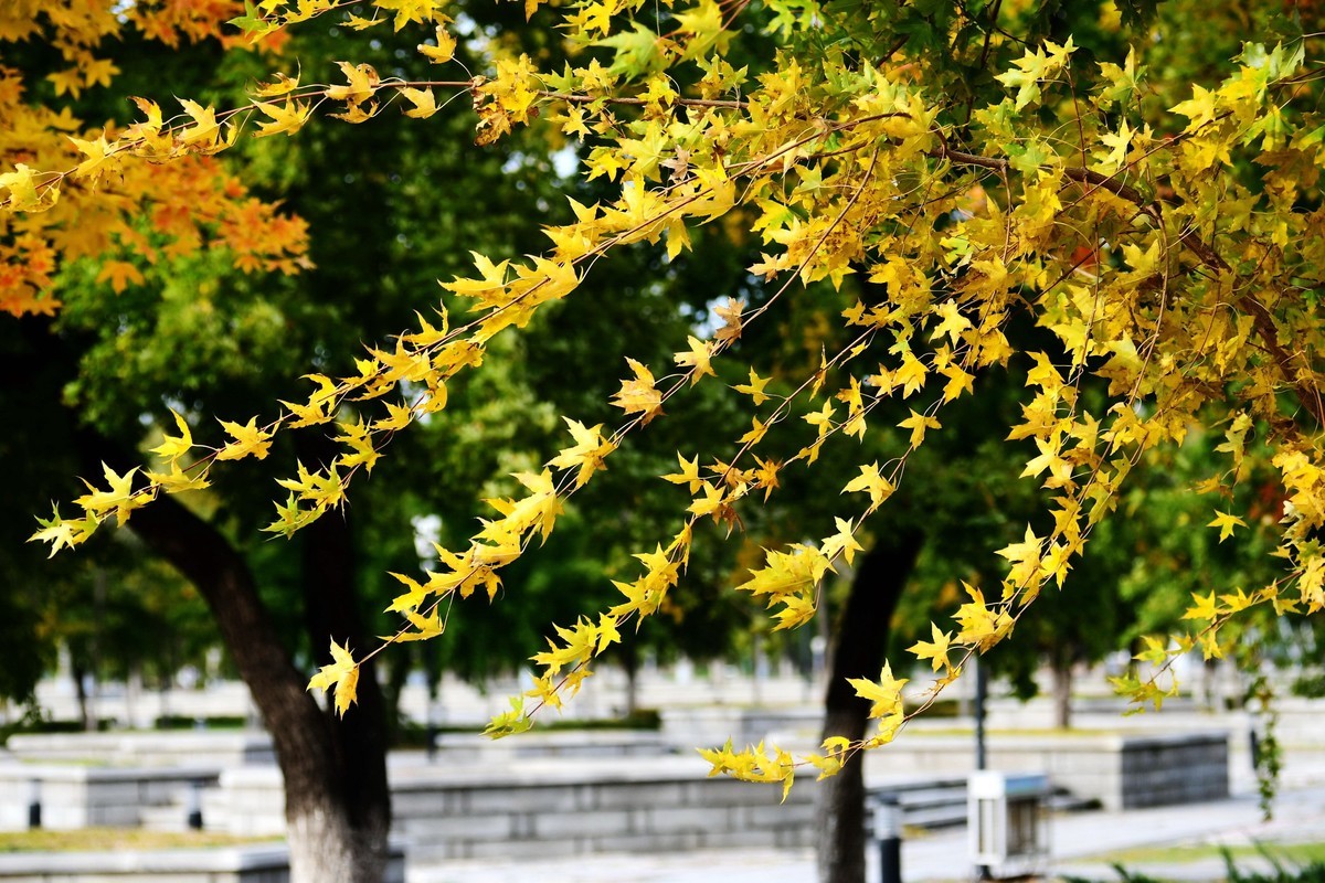明湖广场秋意浓