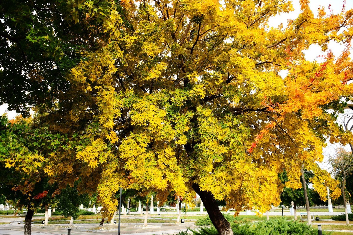 明湖广场秋意浓