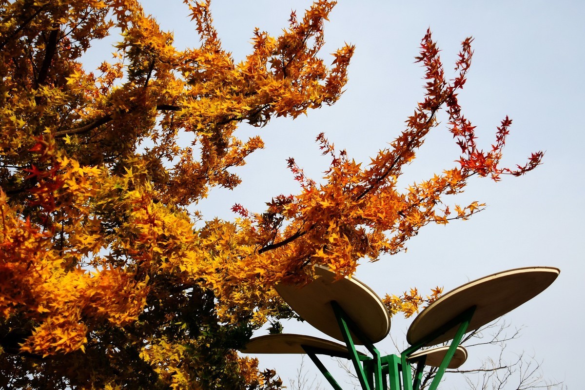 明湖广场秋意浓