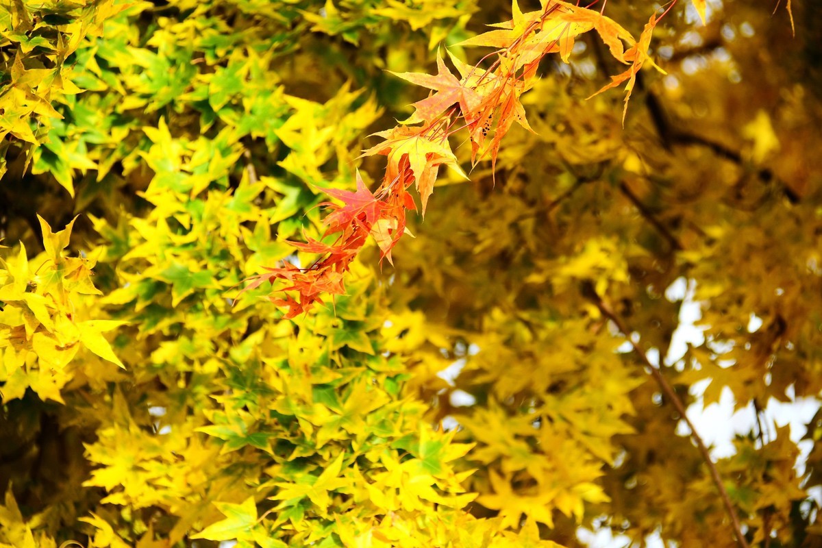 明湖广场秋意浓