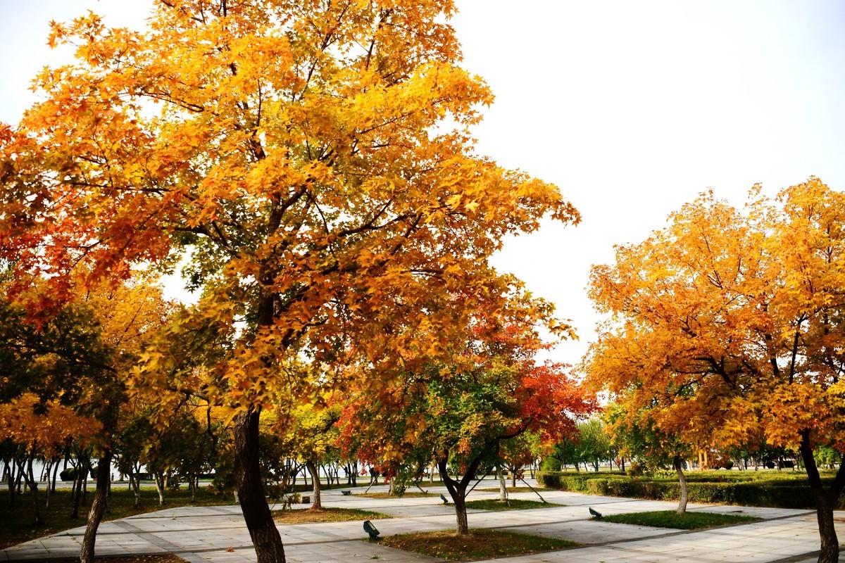 明湖广场秋意浓