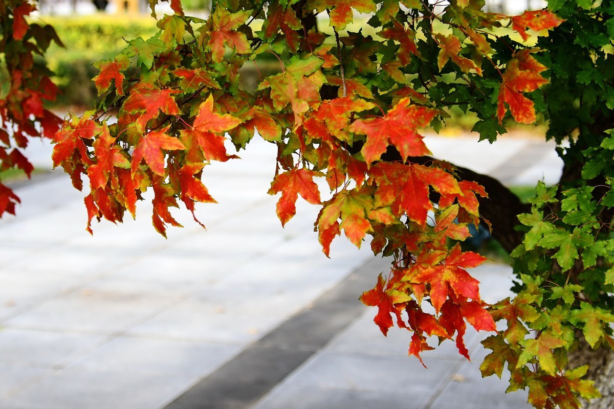 明湖广场秋意浓