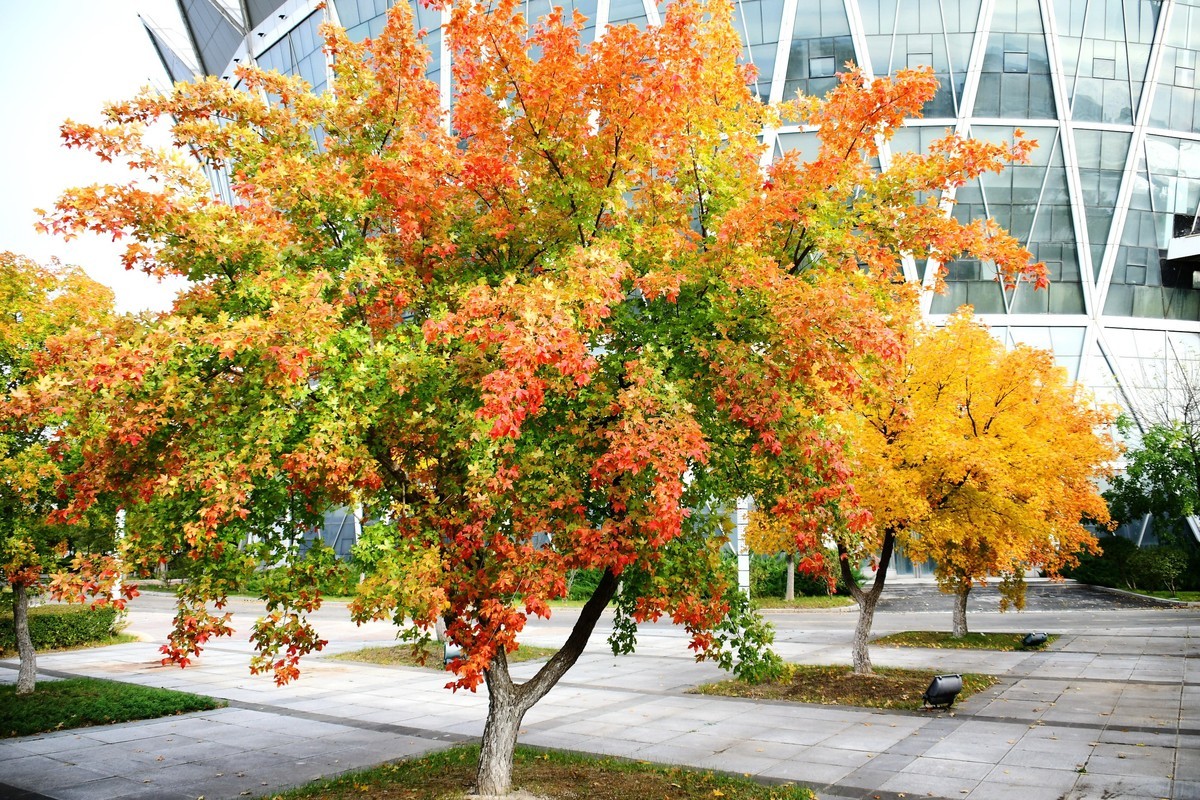 明湖广场秋意浓