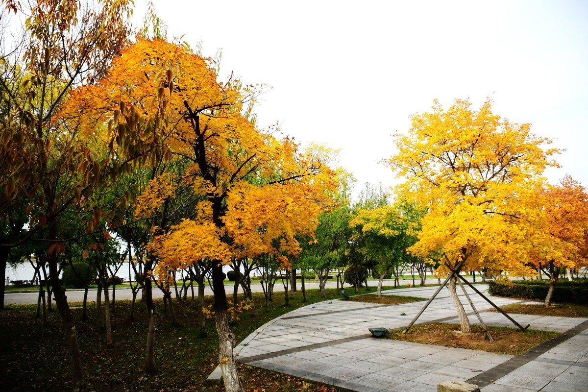 明湖广场秋意浓
