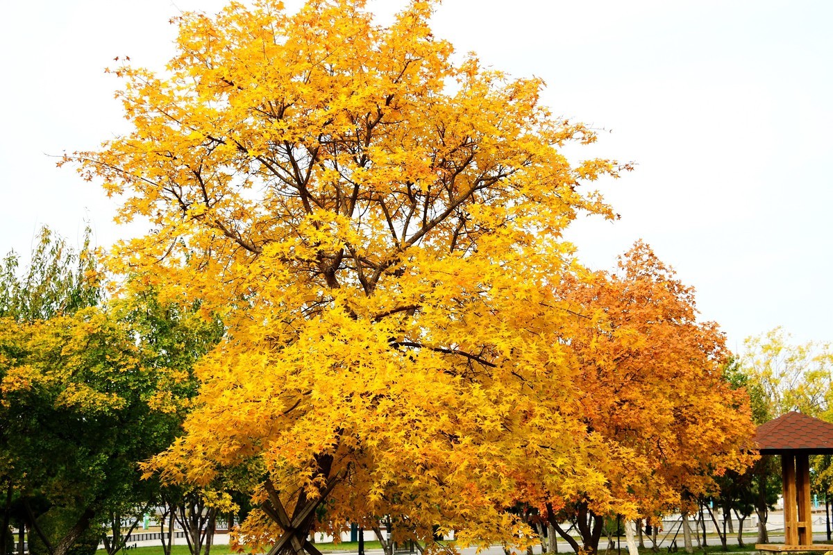 明湖广场秋意浓