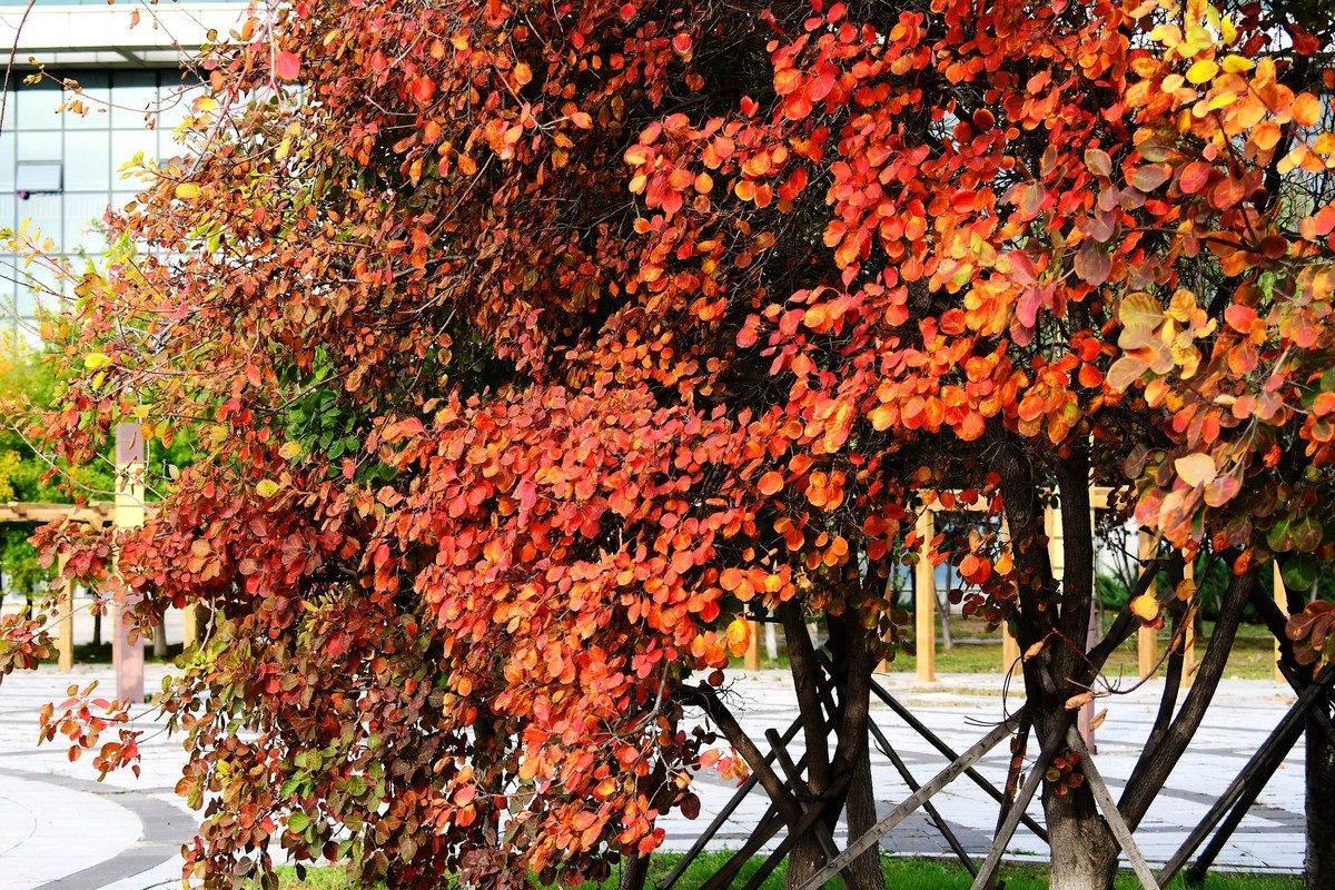 明湖广场秋意浓